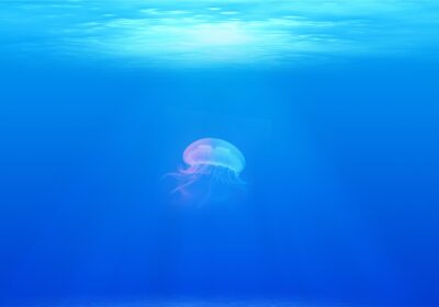 jellyfish-698521-1